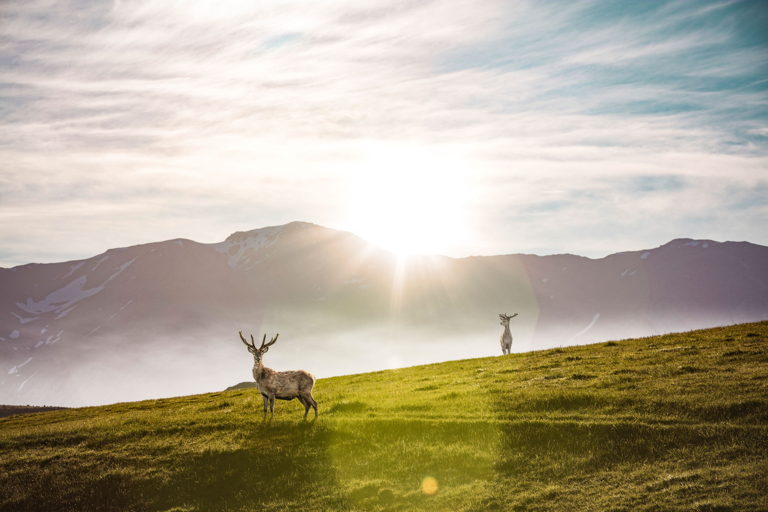 Commercial photography of deer