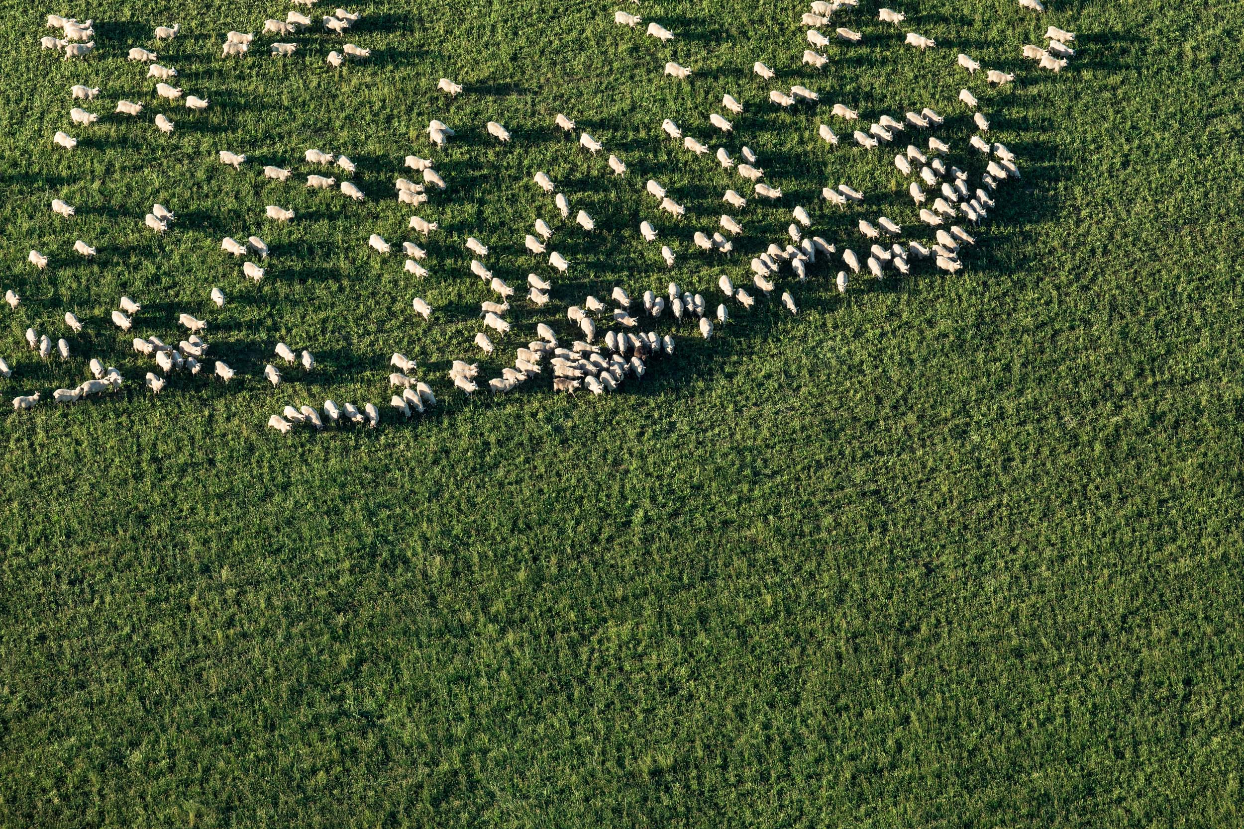 Advertising photography of sheep in a paddock for argricultural company